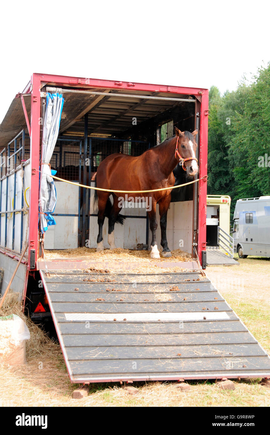 Horse Trailer, German Warmblood Horse Stock Photo Alamy