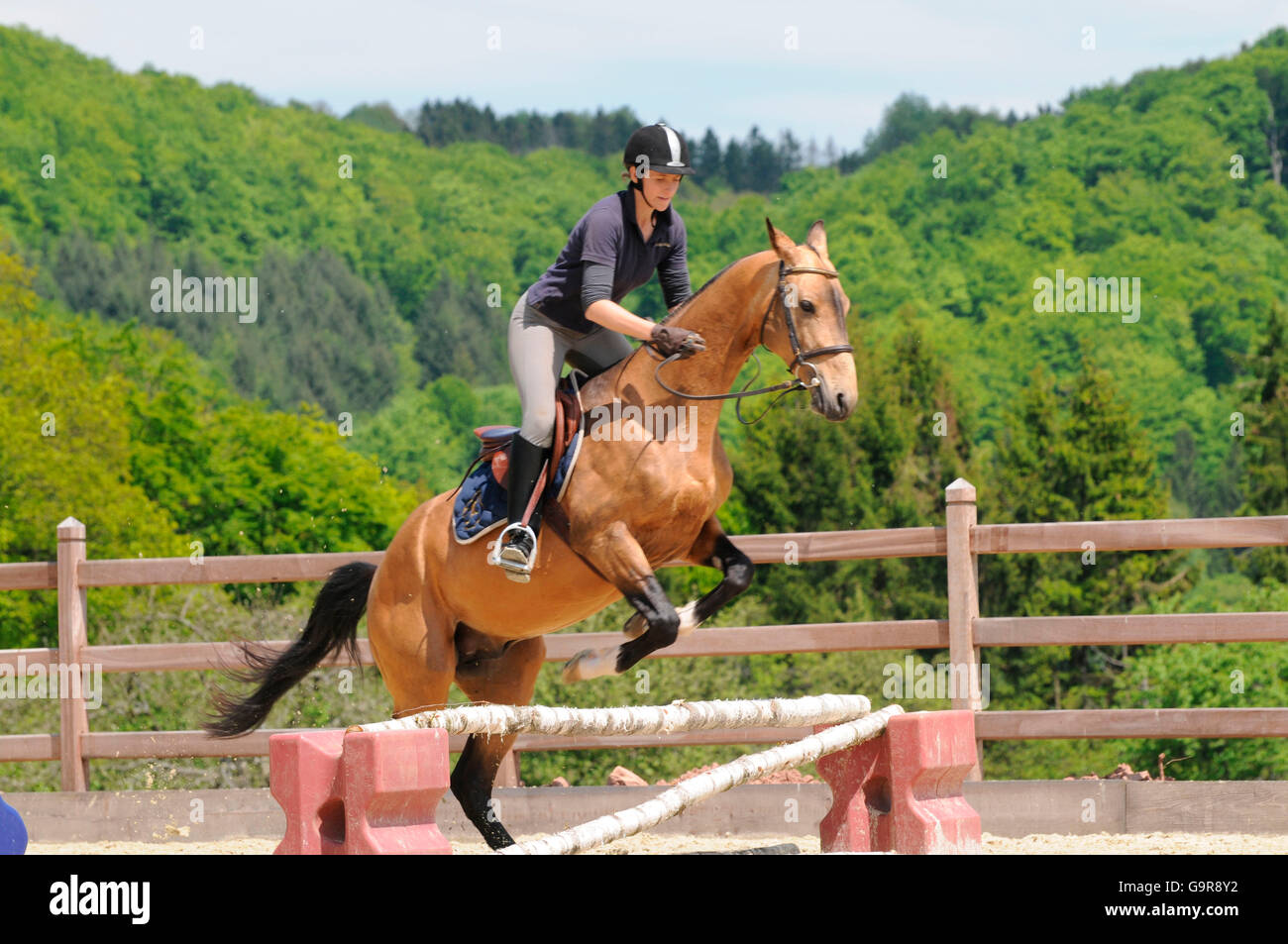 Teke Akhal jumping pictures Teke Akhal jumping pictures