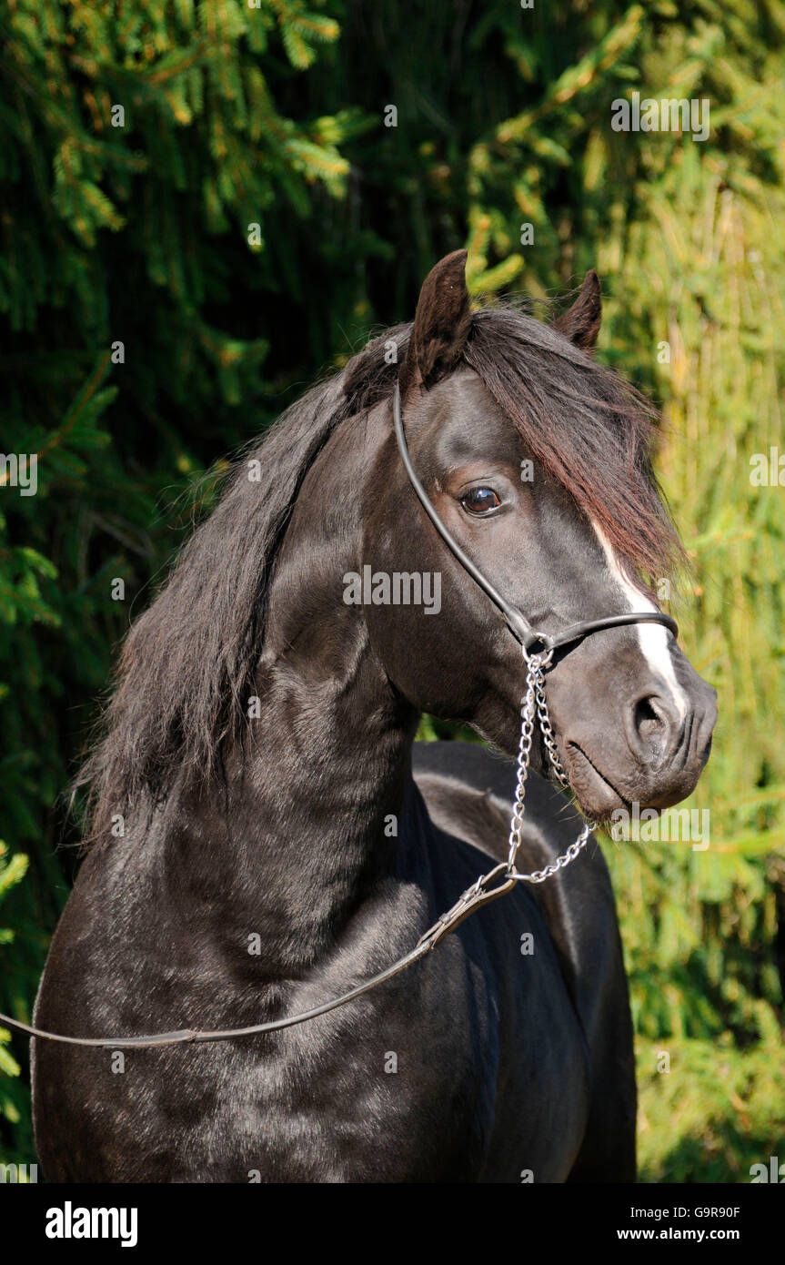 Welsh Pony of Cob Type, stallion / section C, National Champion Stock