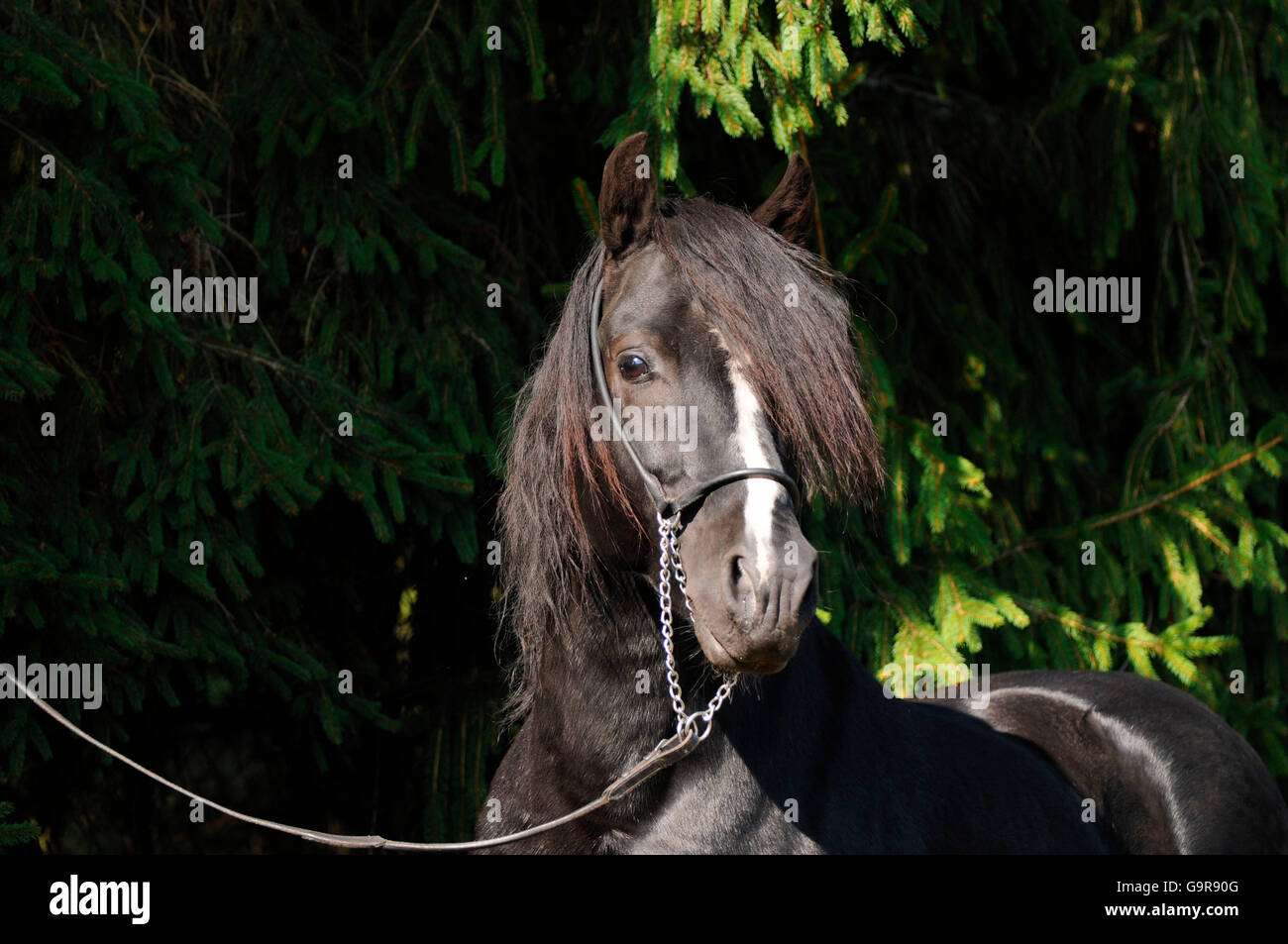 Welsh Pony of Cob Type, stallion / section C, National Champion Stock Photo