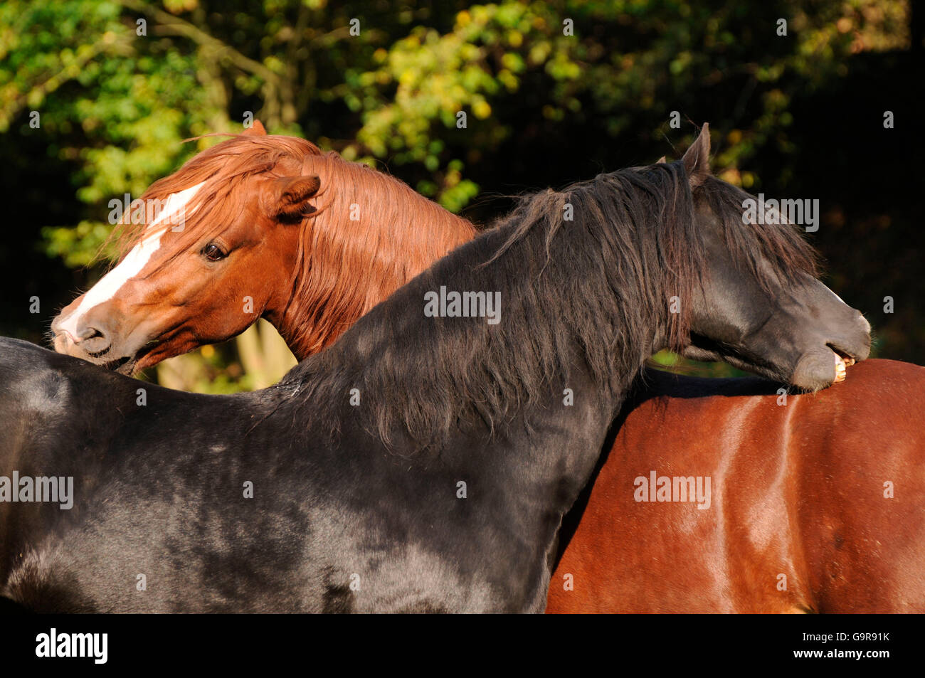 Welsh Ponies, stallions / Welsh Pony of Cob Type, section C, Welsh Cob