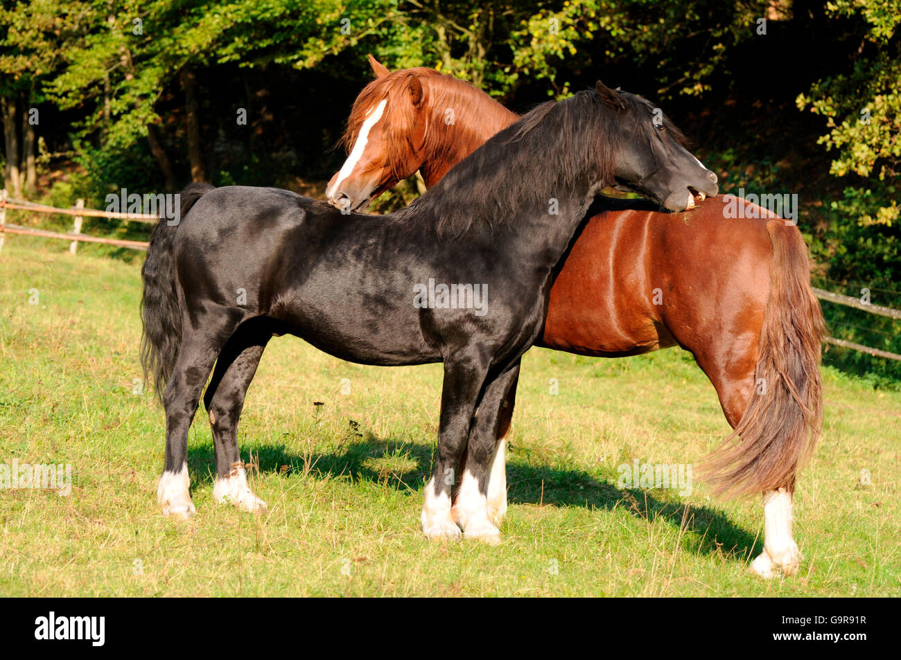 Welsh Ponies, stallions / Welsh Pony of Cob Type, section C, Welsh Cob