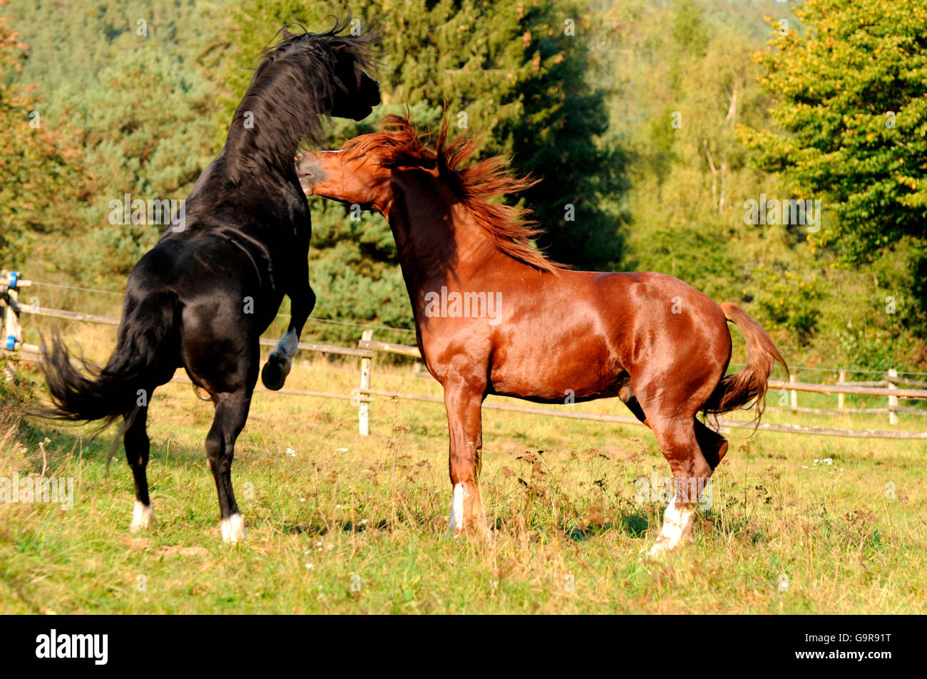 Welsh Ponies, stallions / Welsh Pony of Cob Type, section C, Welsh Cob