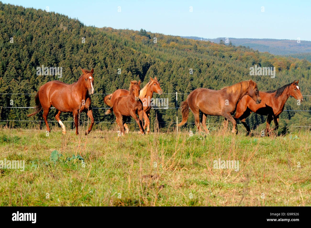Quarter Horses, mares and foals Stock Photo Alamy