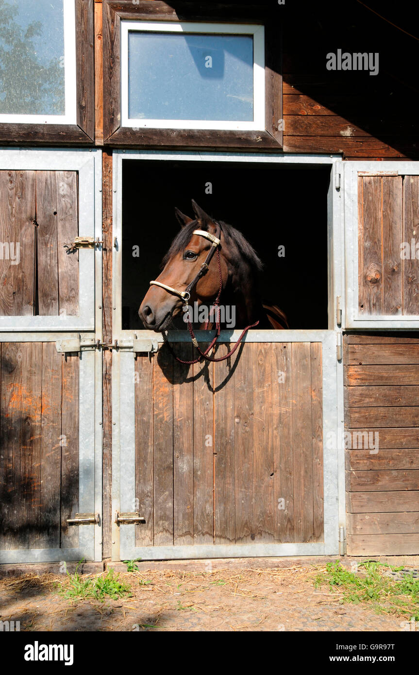 Trakehner, mare, looking through stable door / German Warmblood Horse, side-pull, sidepull Stock Photo