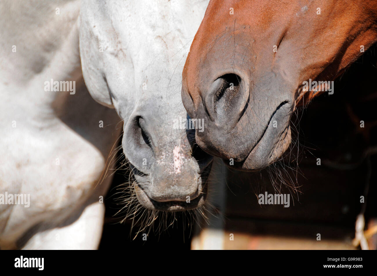 Domestic Horses, noses, nostrils Stock Photo