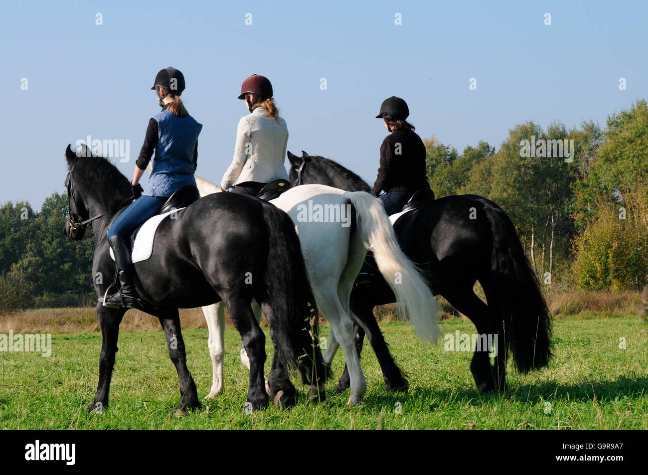 Friesian horse riding hi-res stock photography and images - Alamy