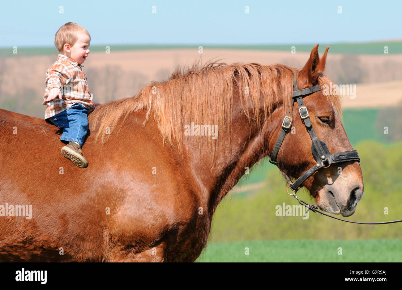 Small child on Breton Horse / Draft Horse, Draught Horse, Trait Breton Stock Photo