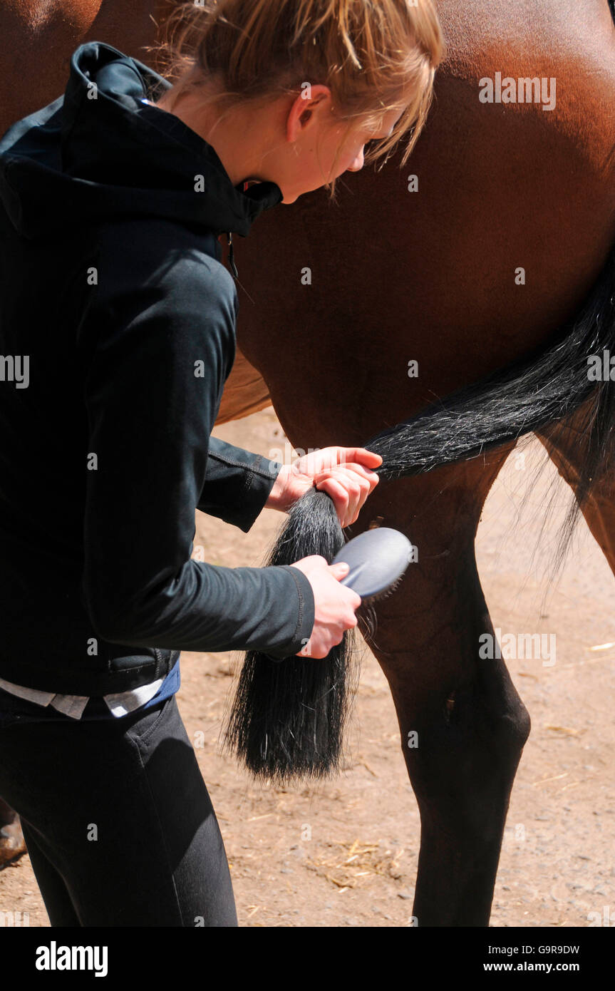 Girl grooming Horse, brushing tail Stock Photo Alamy
