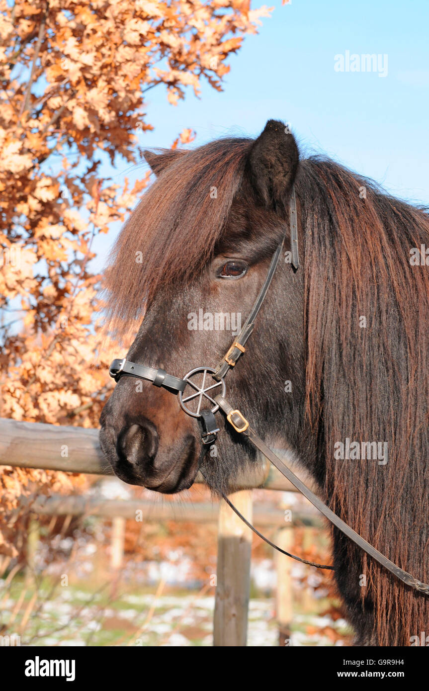Icelandic Horse, bitless bridle / LG-Bridle Stock Photo