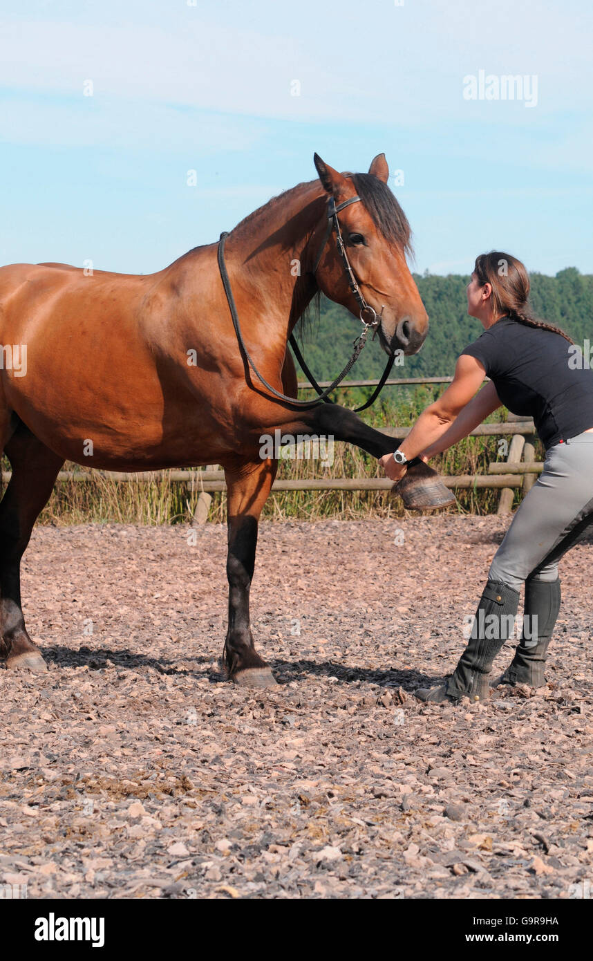 Physiotherapy for Horses / stretching Stock Photo