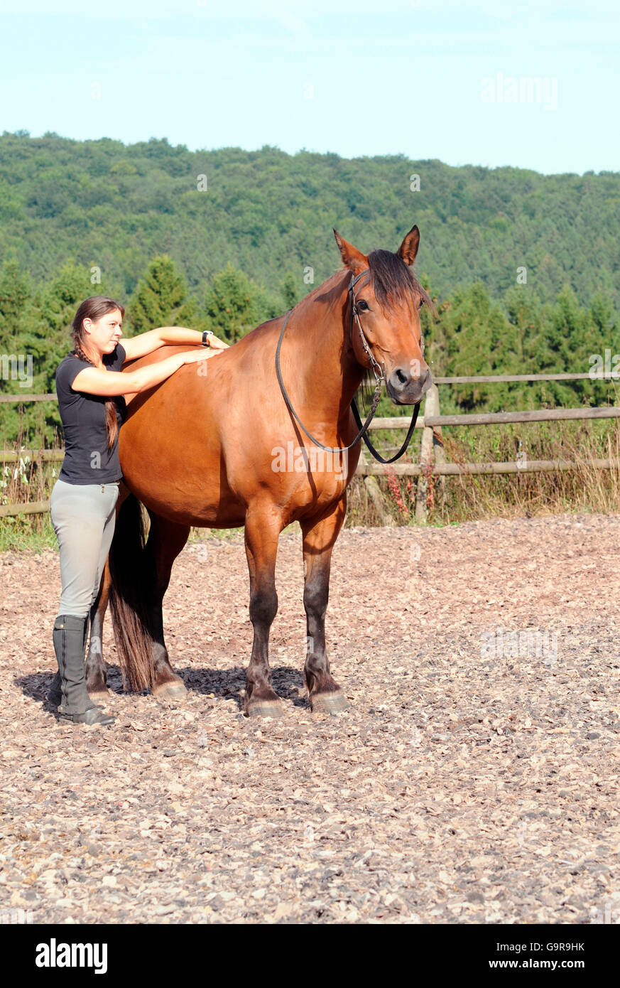 Physiotherapy for Horses / palpation Stock Photo