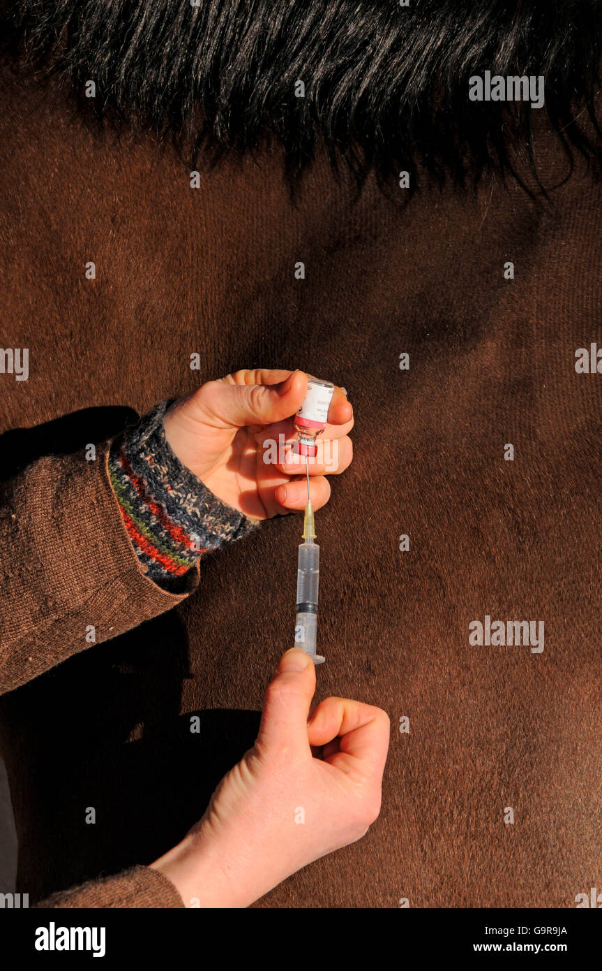 Domestic Horse, vaccination / veterinarian, vaccinating Stock Photo
