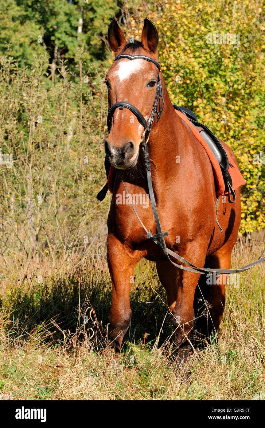 Old horse, Trakehner, 32 years old, gelding / German Warmblood Horse, tack Stock Photo