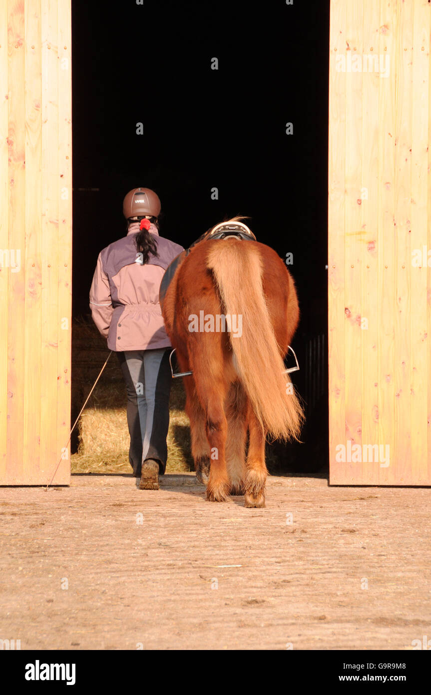 Woman leading Icelandic Horse, gelding, sorrell, barn door, stable door, saddled Stock Photo