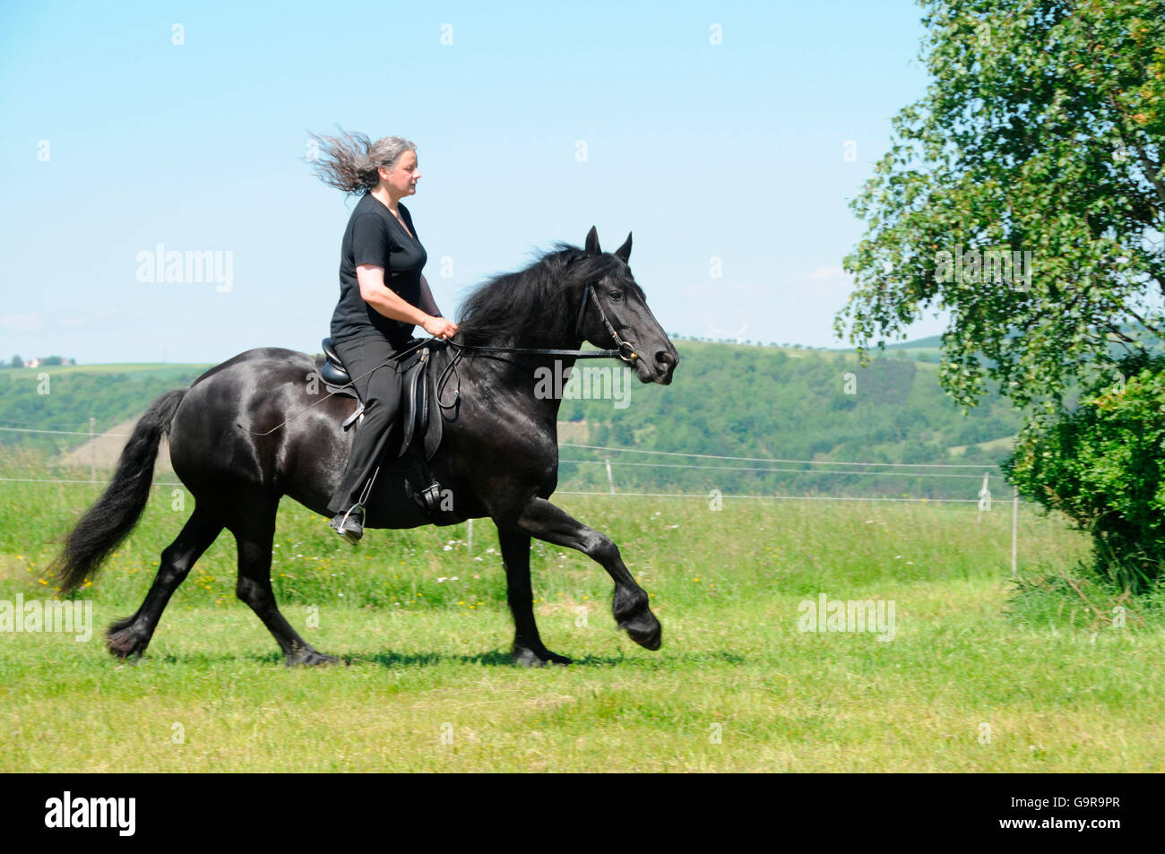 Woman riding Friesian Horse / canter Stock Photo