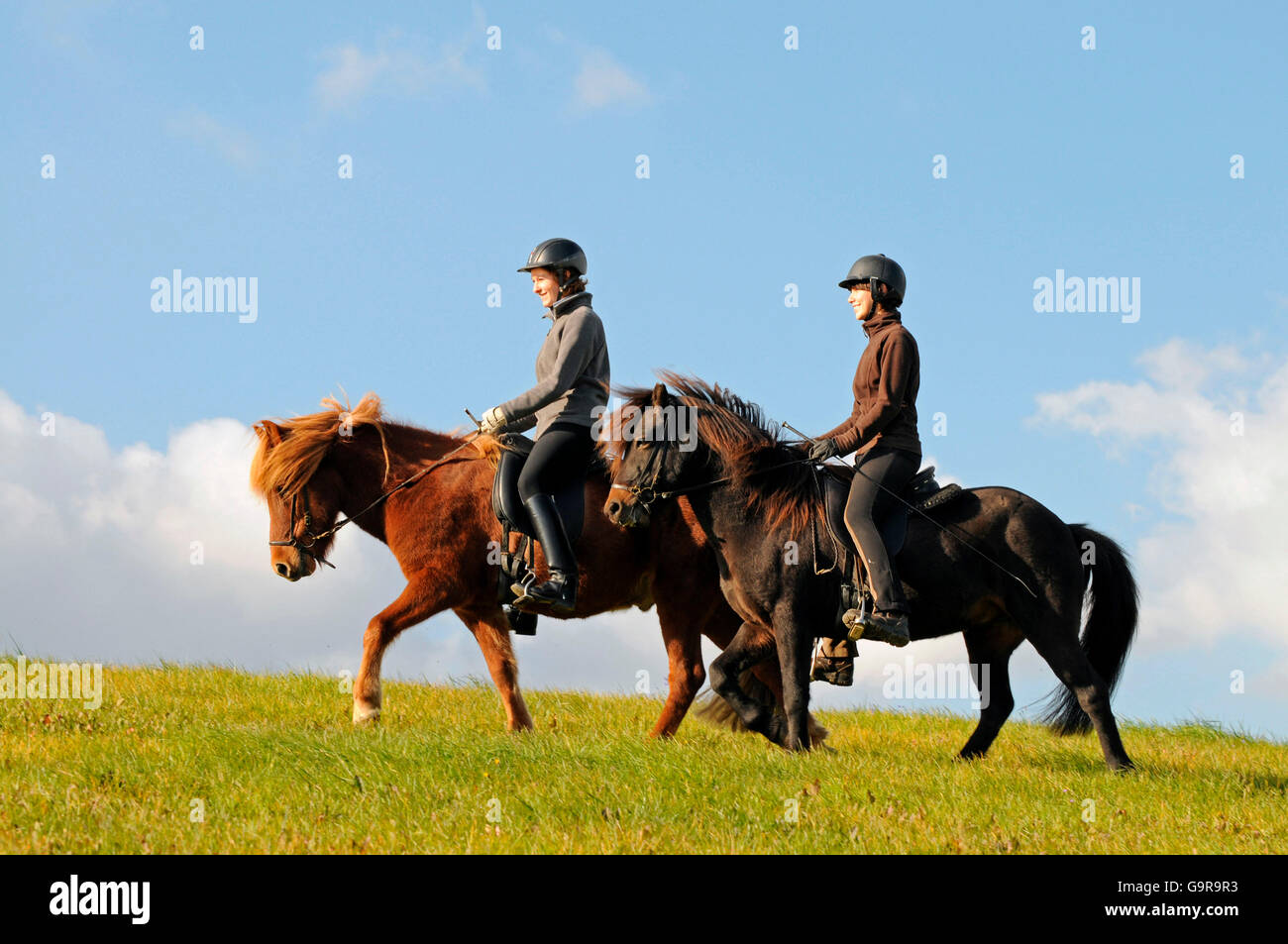Girls riding Icelandic Horses / side, riding helmet Stock Photo