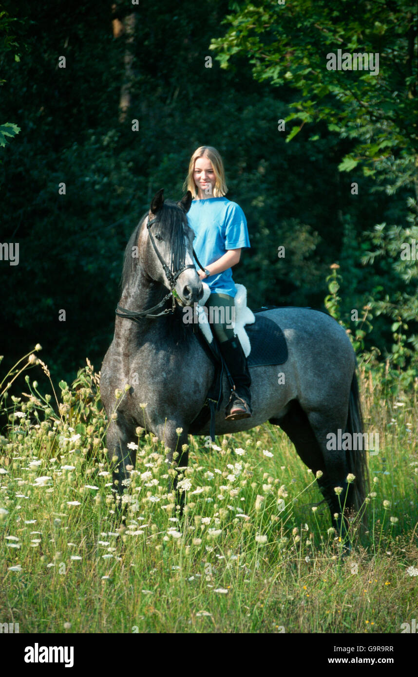 Girl with Andalusian,stallion / PRE, Pura Raza Espanol, gray, grey, Stock Photo