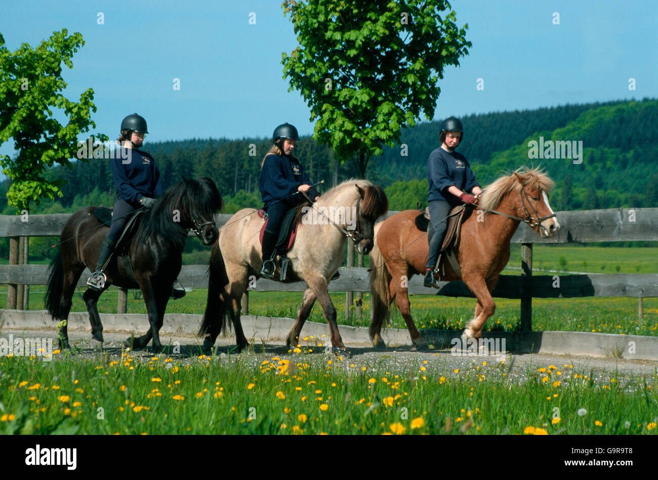 Girls riding Icelandic Horses / riding lesson Stock Photo