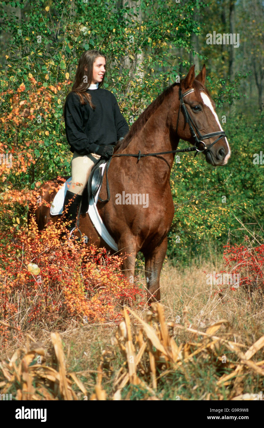 Girl riding Hanoverian / bridle, tack Stock Photo