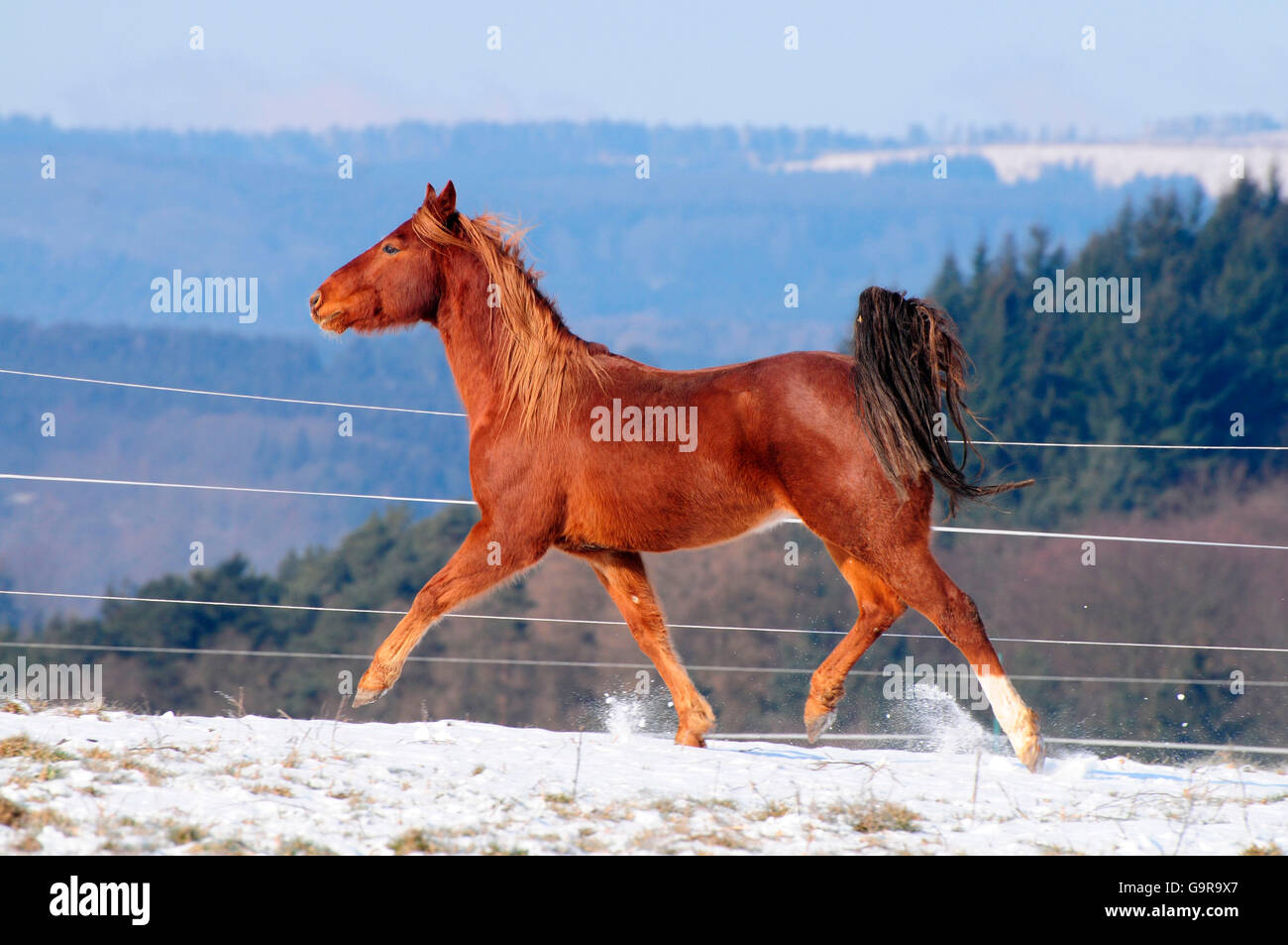 American Quarter Horse, gelding / side Stock Photo