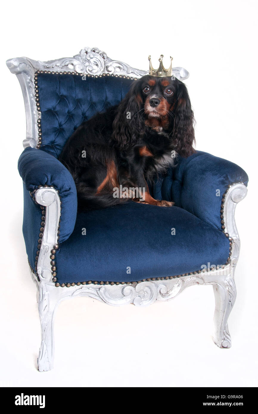 Dog throne chair discount