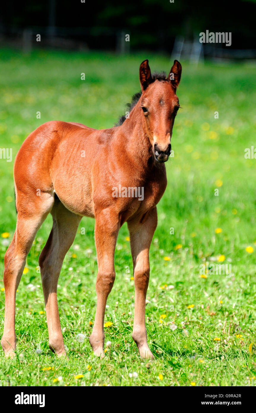 American Quarter Horse, foal Stock Photo - Alamy