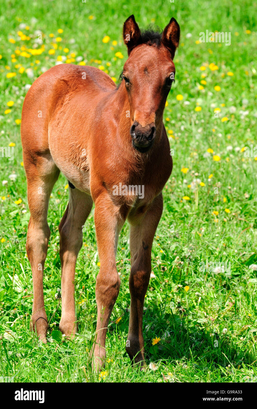 American Quarter Horse, foal Stock Photo - Alamy