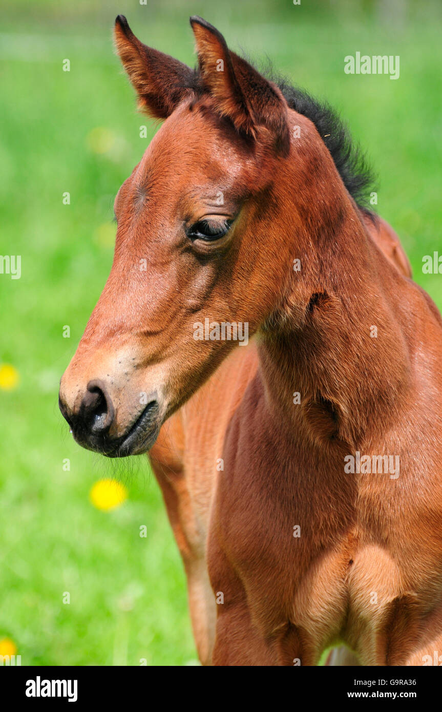 American Quarter Horse, foal Stock Photo - Alamy