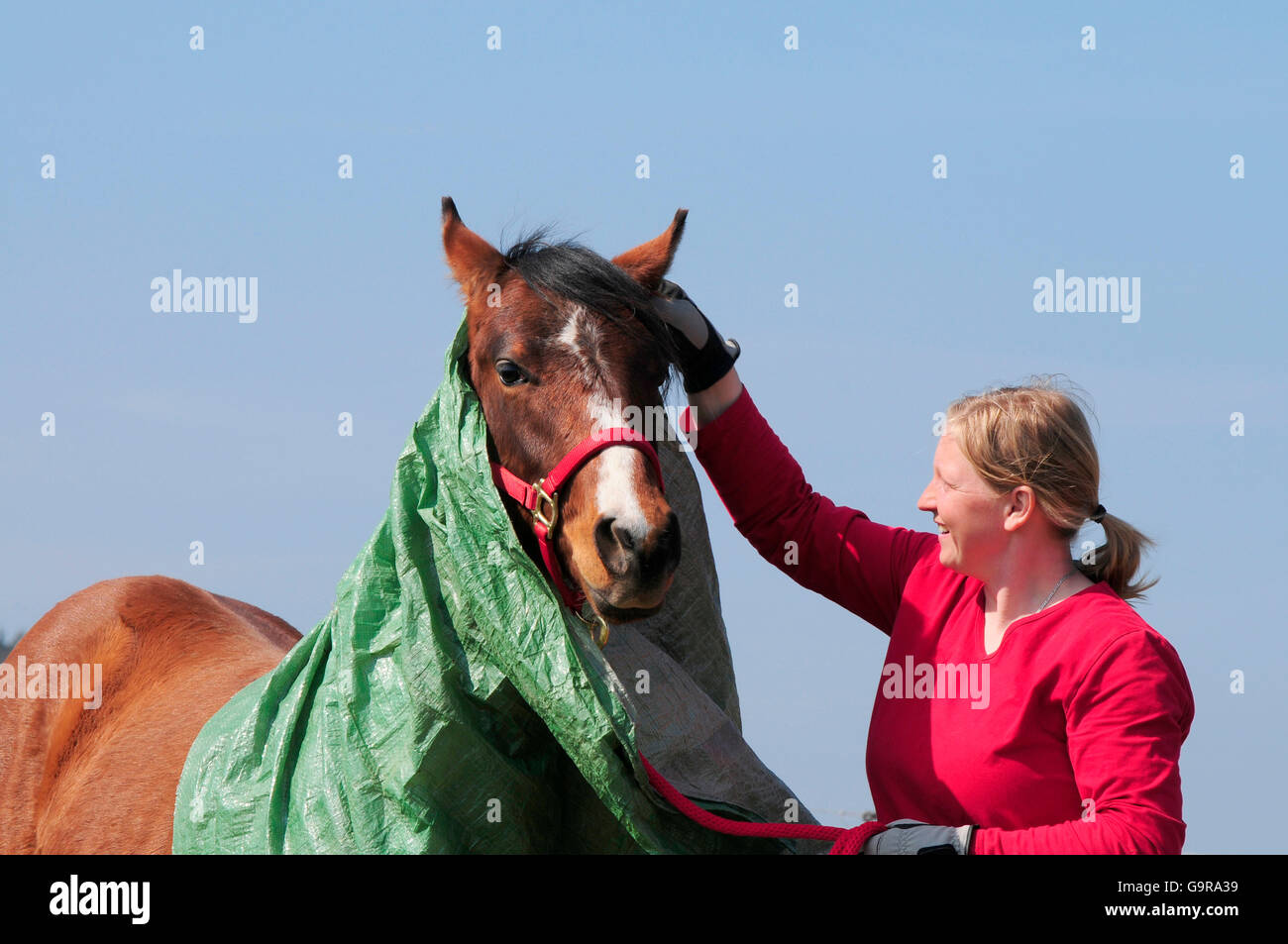 Trainer with American Quarter Horse, young stallion, basic training