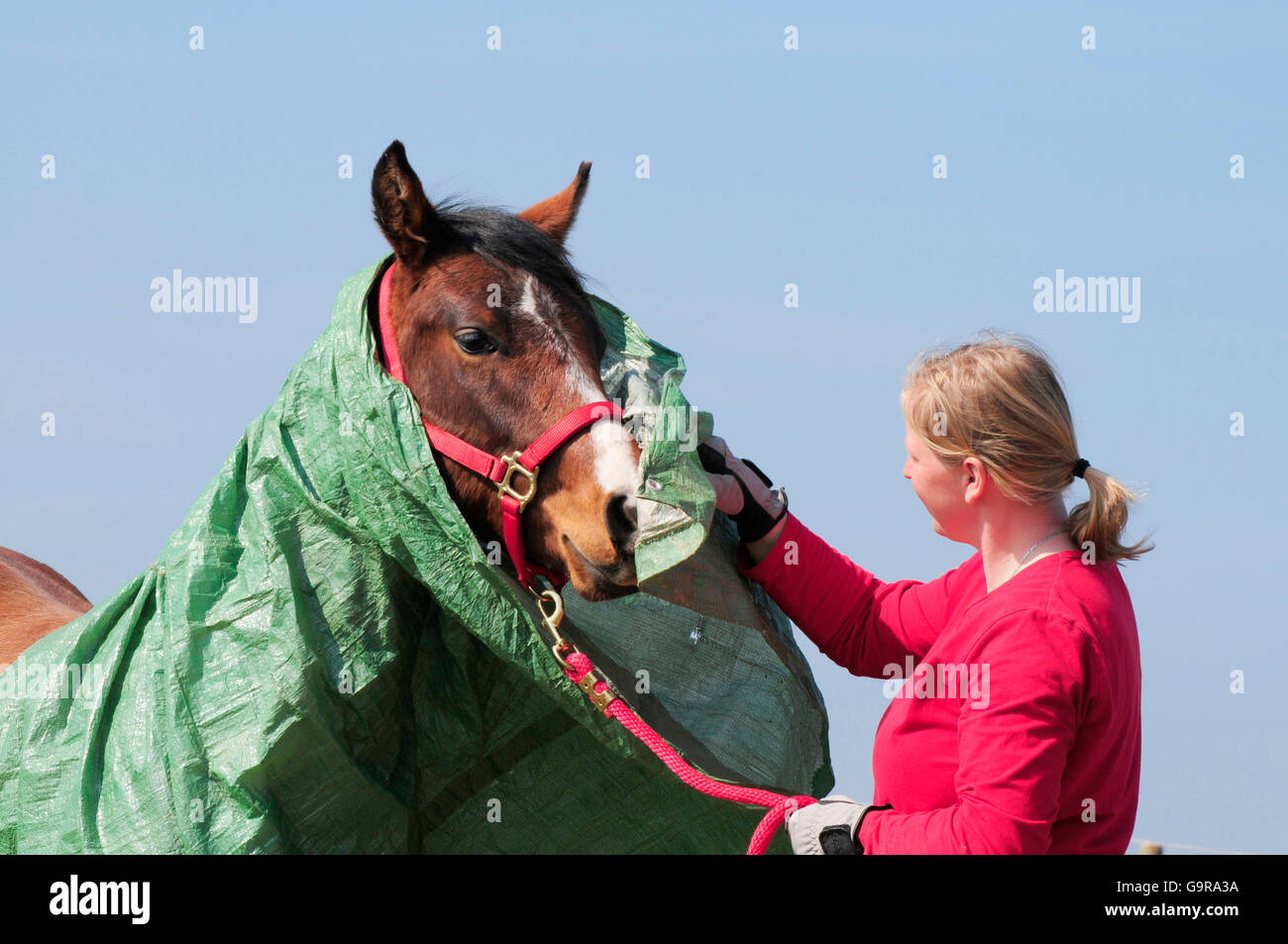 Trainer with American Quarter Horse, young stallion, basic training