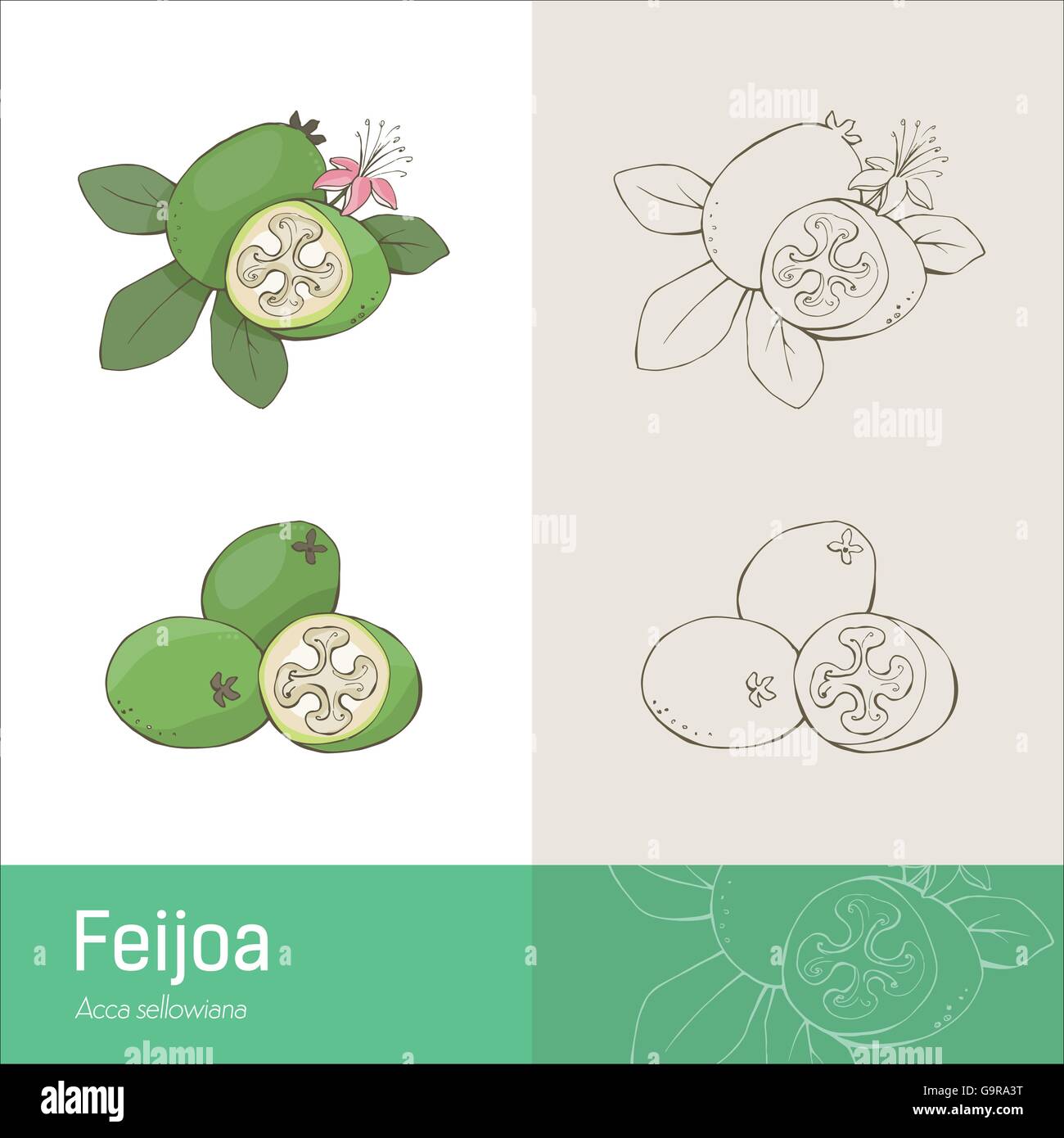 Feijoa fruit with leaves and flower, hand made botanical drawing Stock Vector