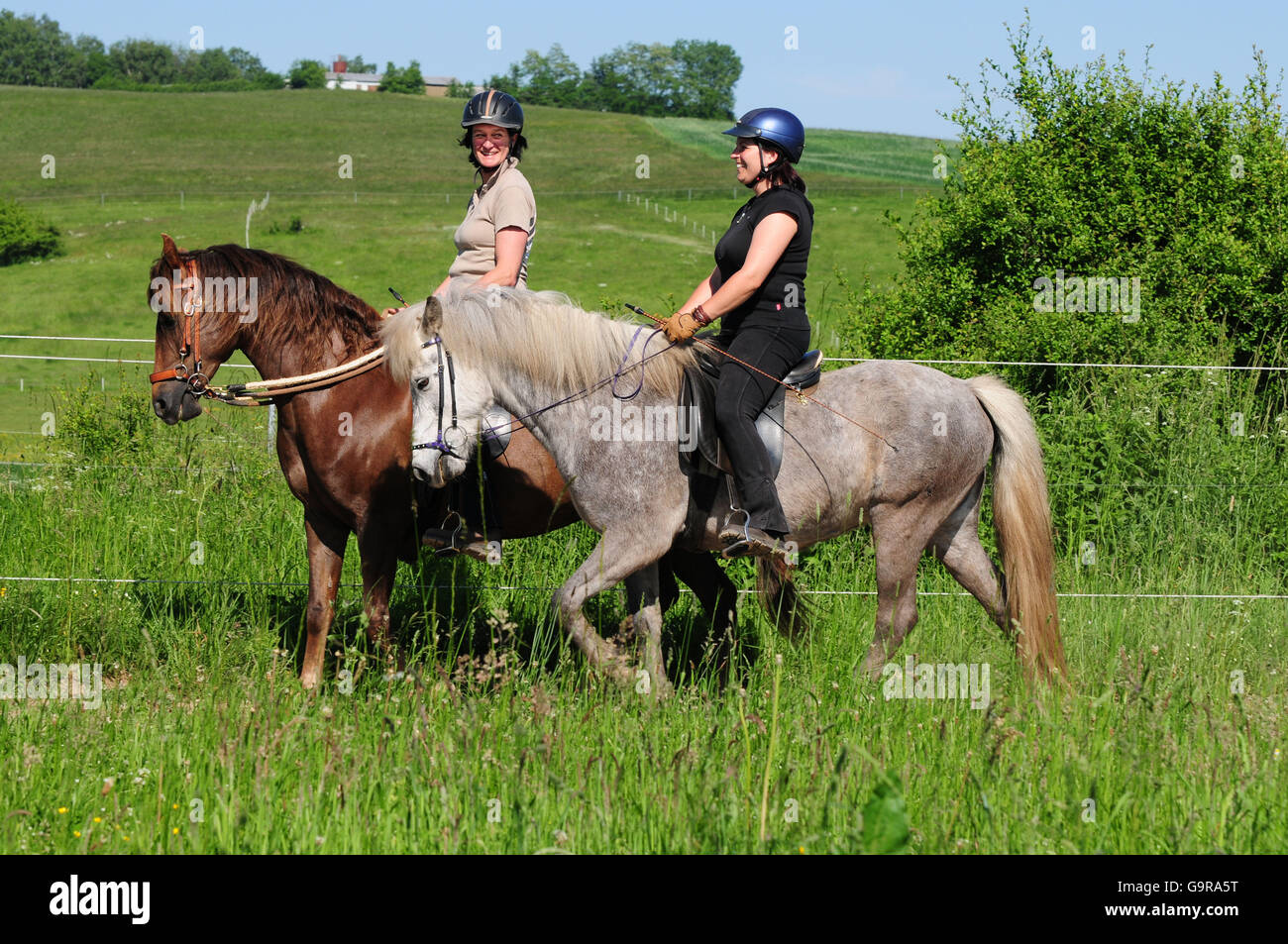 Women on Paso Fino and Icelandic Pony / Gaited Horses, riders, side Stock Photo