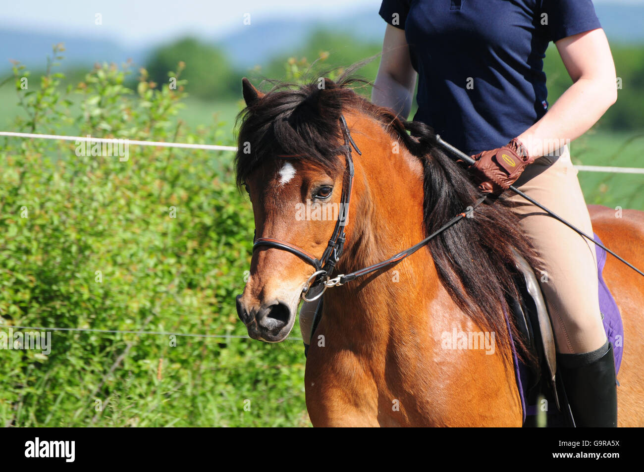 Pony with bridle / tack, reins Stock Photo
