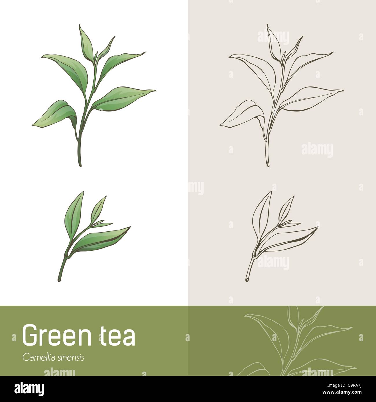 Cammelia sinensis plant botanical drawing, green tea production Stock Vector