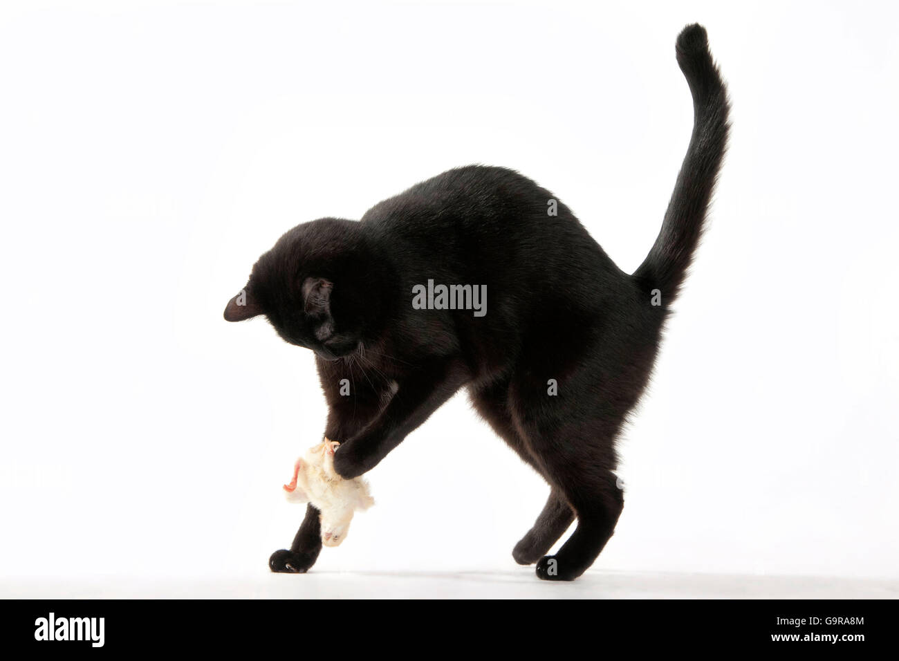 Domestic Cat, black / raw food, BARF, chick Stock Photo