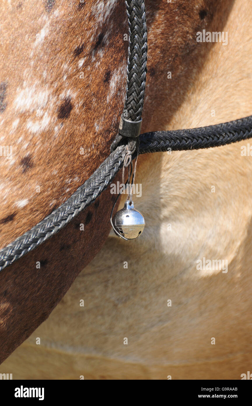 Appaloosa Horse, bell on harness / driving Stock Photo - Alamy