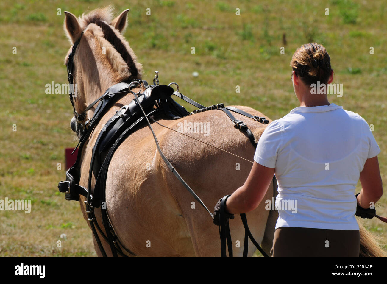 Woman with Norwegian Horse, ground driving / popular sports Stock Photo