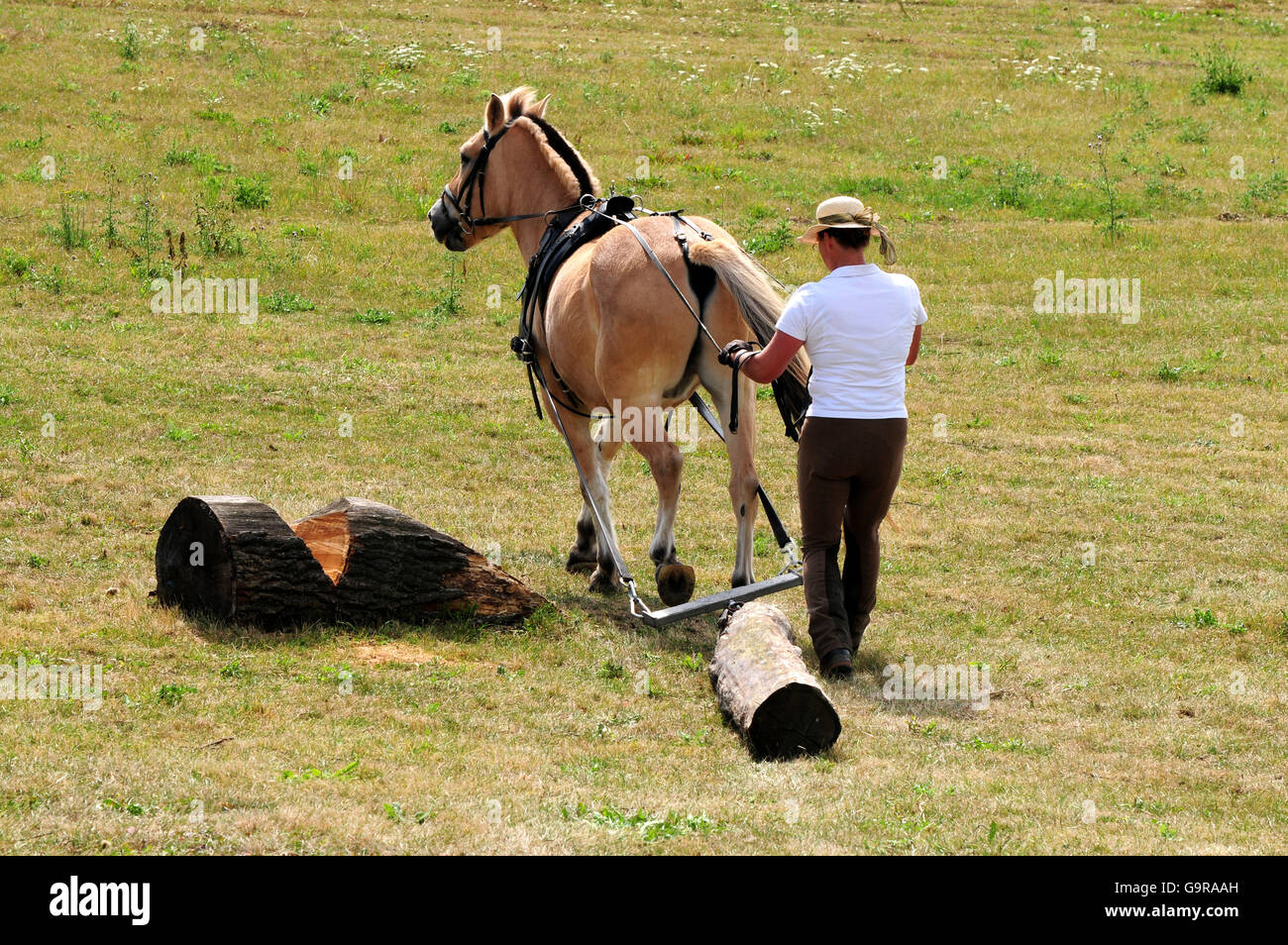 Man with Norwegian Horse, logpulling competition / popular sports