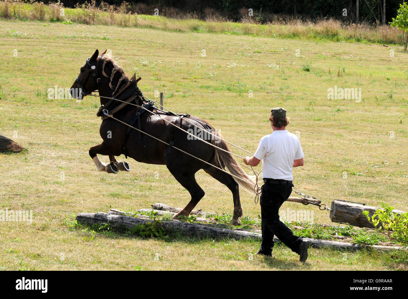 Man with Black Forest Horse, logpulling competition / popular sports