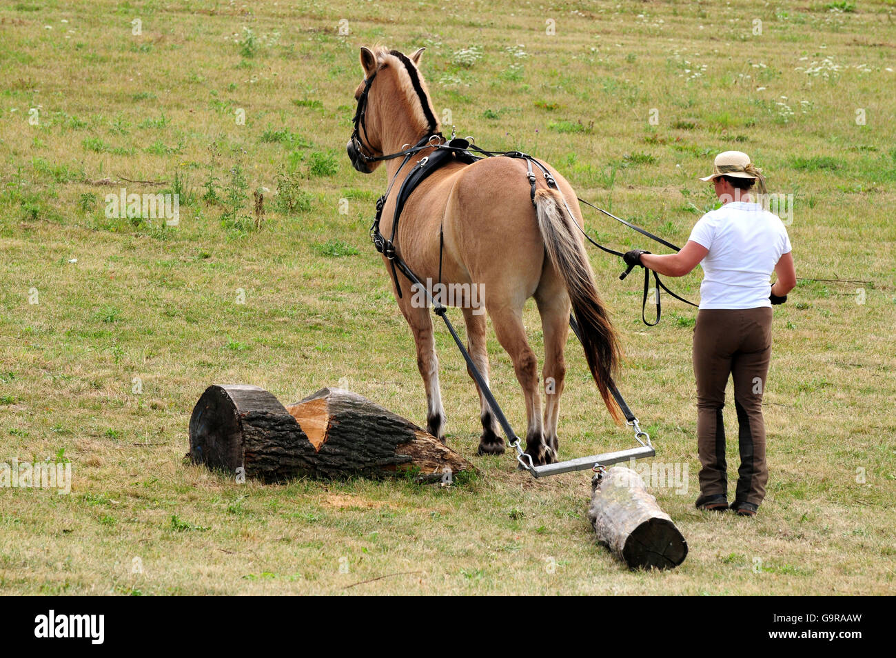 Man with Norwegian Horse, log-pulling competition / popular sports Stock Photo
