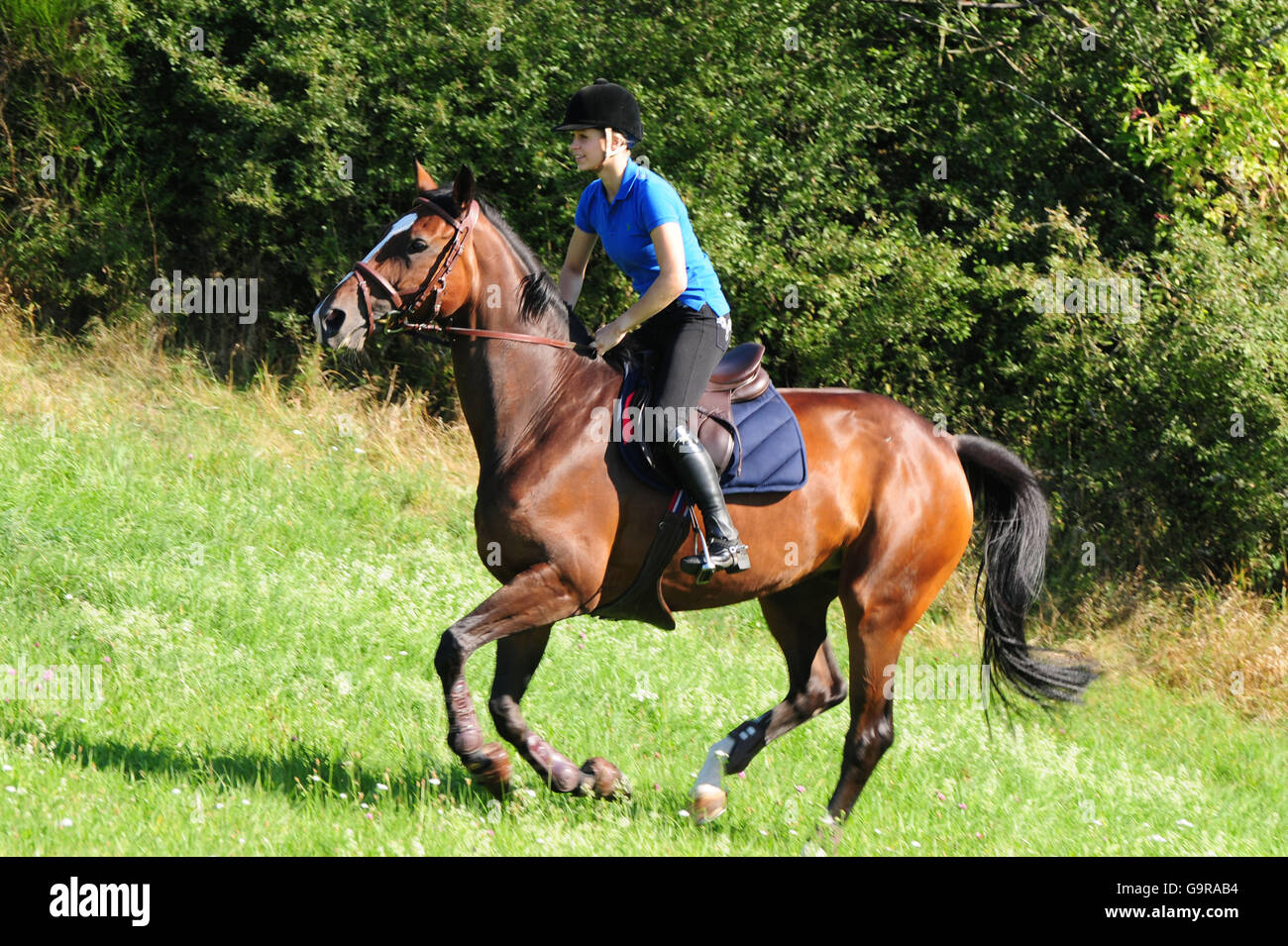 Girl with German Riding Horse, trail ride / German Warmblood Stock