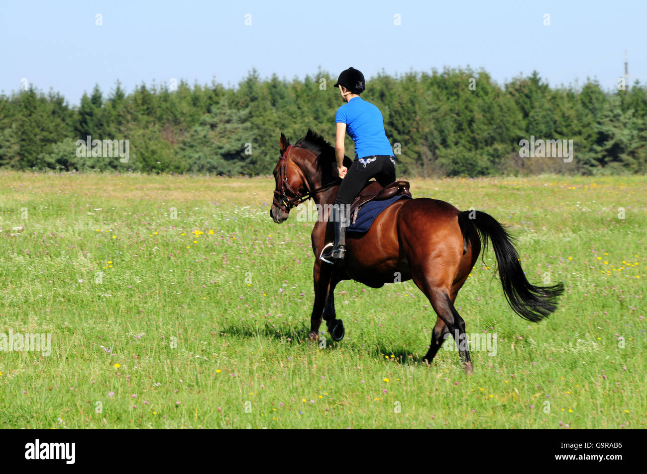 Girl with German Riding Horse, trail ride / German Warmblood Stock Photo