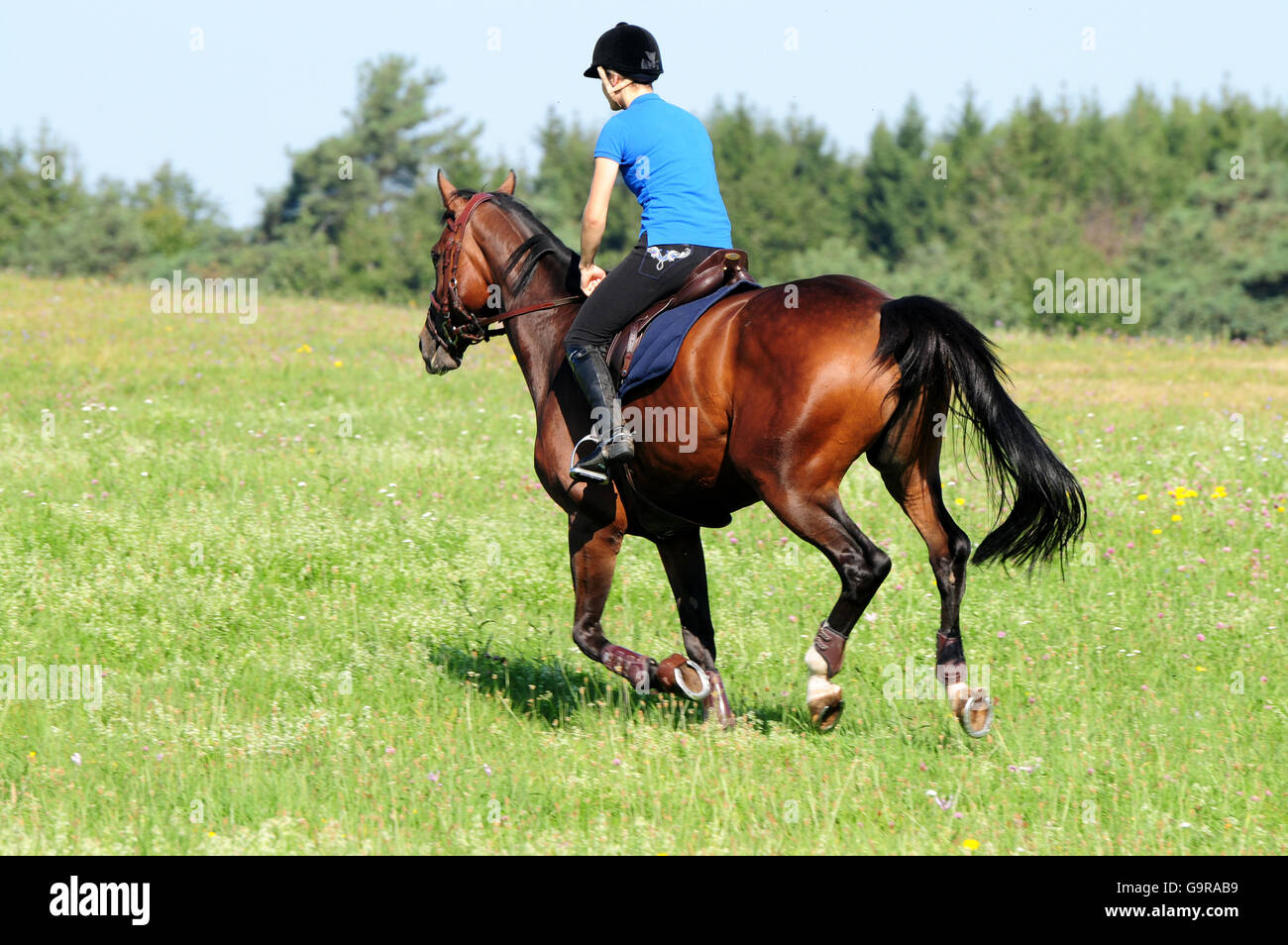 Girl with German Riding Horse, trail ride / German Warmblood Stock