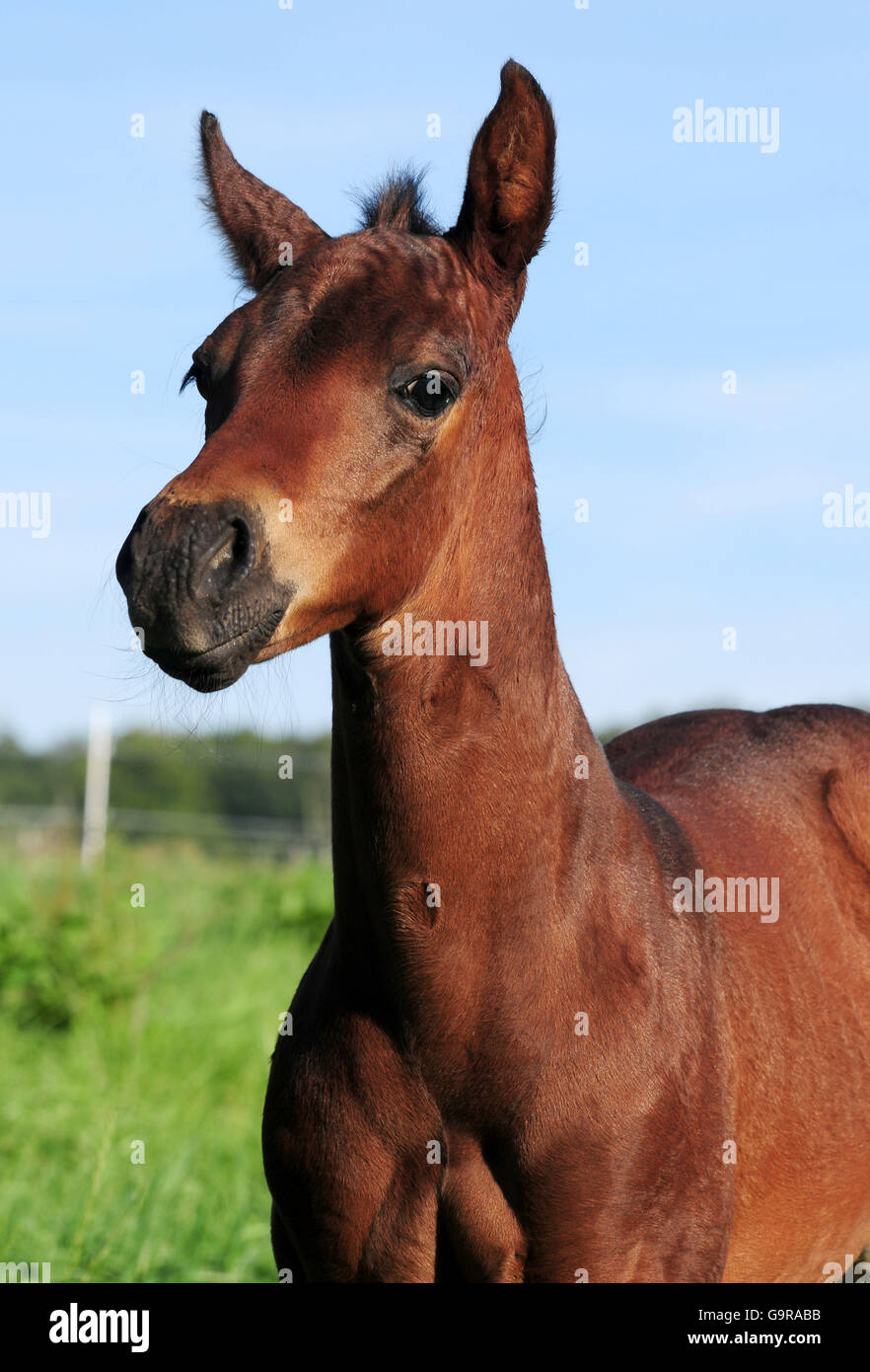 Quarter Horse, foal Stock Photo