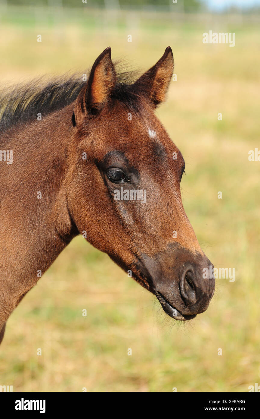 Foal quarter horse hi-res stock photography and images - Alamy