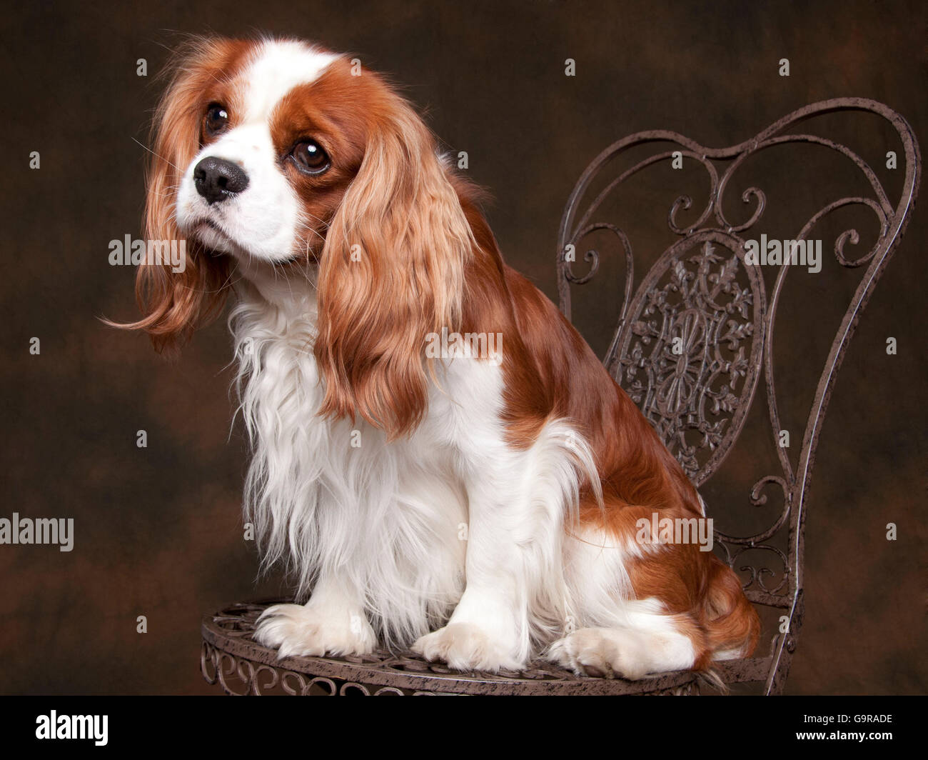 Cavalier King Charles Spaniel, male, blenheim Stock Photo - Alamy
