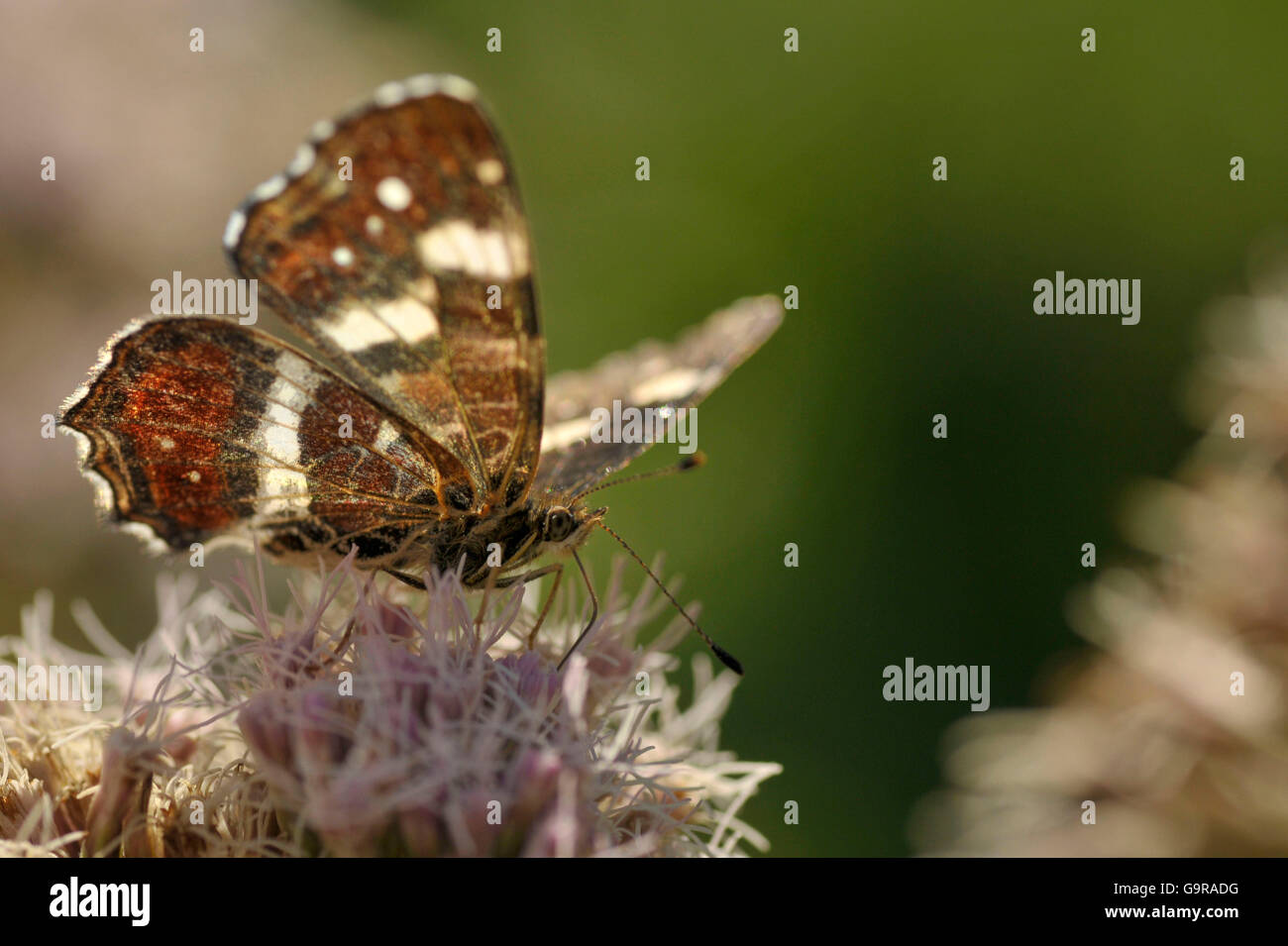 Map Butterfly on Hemp Agrimony, summer generation, Nettetal, North Rhine-Westphalia, Germany / (Araschnia levana f. prorsa), (Eupatorium cannabinum) / European Map Stock Photo