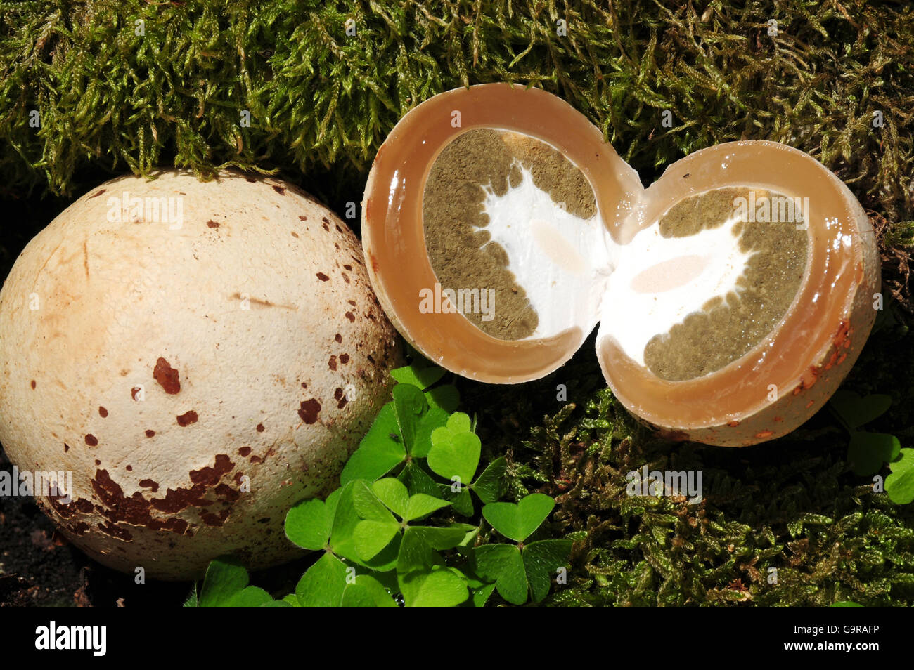 Stinkhorn at egg stage / (Phallus impudicus) Stock Photo