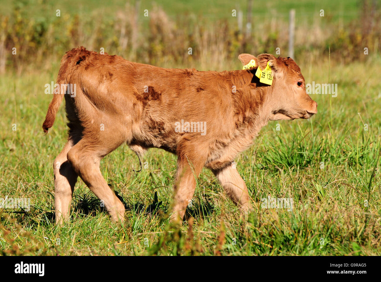 Limousin Cattle, calf / calves, ear tag, ear tags Stock Photo